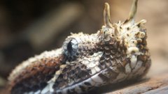 Rhinoviper snake serpent Animals