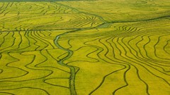 Rice fields aerial uruguay