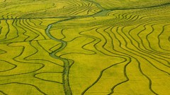 Rice fields uruguay aerial view