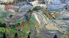 Rice ricefields