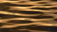 Ripples golden water sunlight