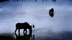 Ripples Wyoming rivers moose
