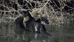 River otter animal