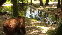 River Park Bear swim
