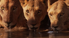 Riverbank Animals Wild beautiful