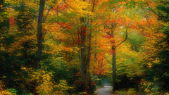 Road forest autumn simple colors