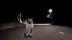 Roads raccoons