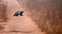 Roads skunks honey badger
