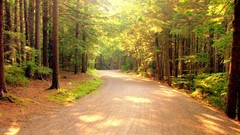 Roads USA sunlight forests acadia