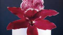 Robert mapplethorpe high