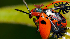 Robots insects