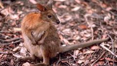 Rock waratah wildlife Park