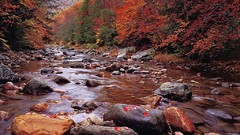 Rocks brook autumn colours