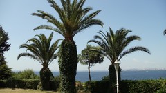 Rome palm trees Istanbul bunt