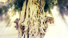 Roots