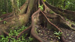Roots amazon Ecuador eastern