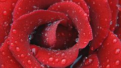 Rose here You Normal delicate dewy