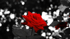 Rose large image The was forgot too