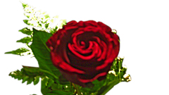 Roserequest delivard high