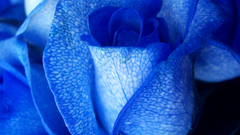 Roses blue rose blue