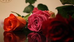 Roses GreenPictures
