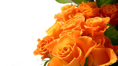 Roses orange flowers Flowers