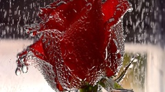 Roses red rose water