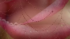 Roses spider web dewdrop