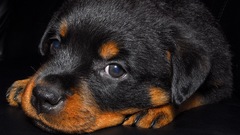 Rottweiler Dogs Puppies
