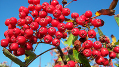 Rowan tree Berries fruits