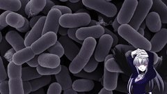 Rozen maiden suigintou bacteria
