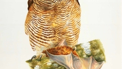 Rufus owl high bird