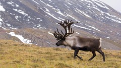 Russia male caribou