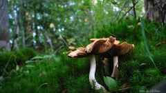 Russian forest photo kulakov