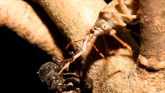 Russianbugwithbeetle