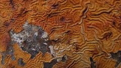 Rust high stock annfrost Resolution