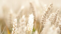 rye Plants macro outdoors blurred