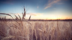 rye Plants sky field outdoors