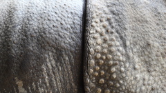 Sa rhino skin does