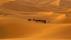 Sahara Camels morocco Sahara Desert deserts sand dunes