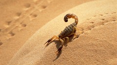 Sahara scorpions algeria deserts