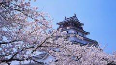 Sakura japan views cherry