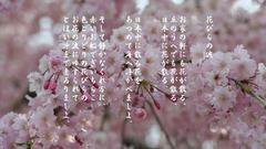 Sakura Japanese poem high Resolution