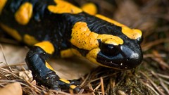 Salamander amphibians