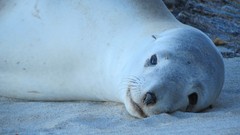 Sand Animals Seals Beaches sea lions sealife Animal Collective