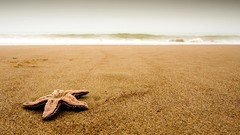 Sand Beaches seastars
