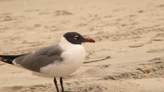 Sand Birds seagulls Beaches