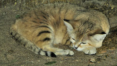 Sand cat at bristol