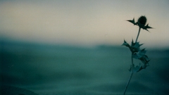 Sand dandelion in nature