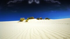 sand desert landscape shrubs nature